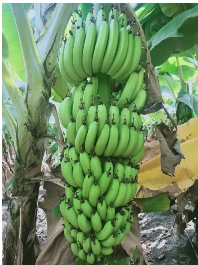 Banana